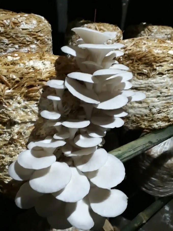 Mushroom Supplier Company in Moradabad | Mushroom Supplier Company in India | Biobritte Agro Solutions Private Limited