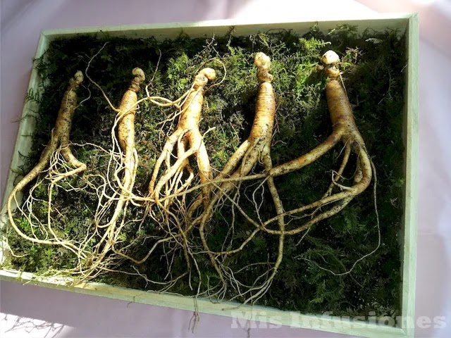 Ginseng