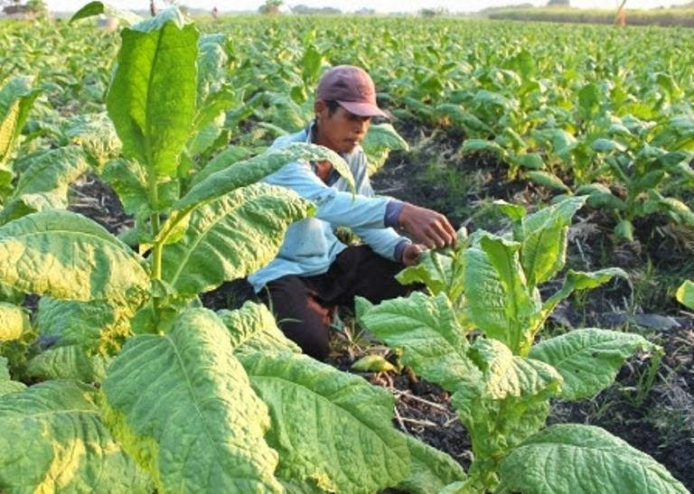Bintek petani tembakau kabupaten Ngawi