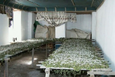 Silkworm Production Seen On coolpicturesgallery.blogspot.com Or www.CoolPictureGallery.com