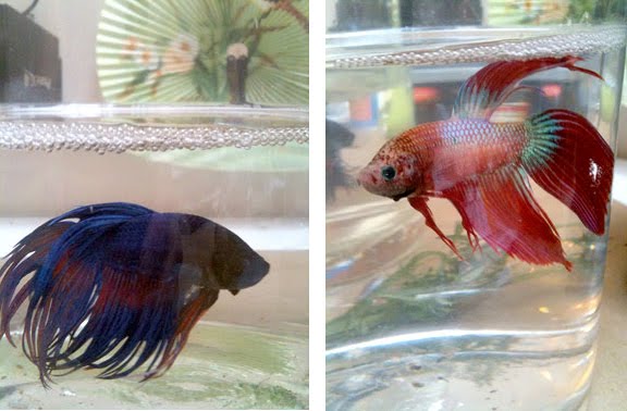 Got two Japanese Fighting Fish or Bettas The brooding blue one is Scout and 