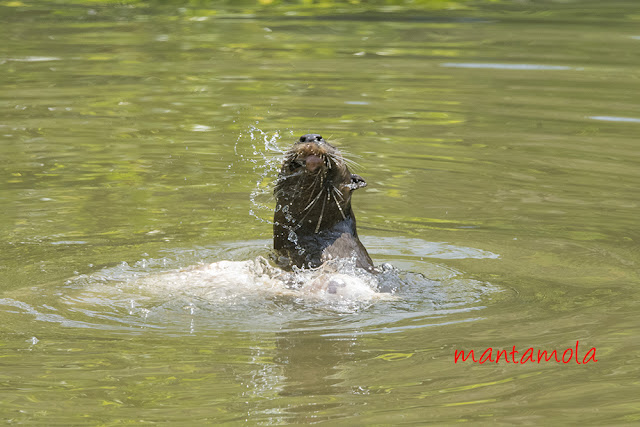 Singapore Otters