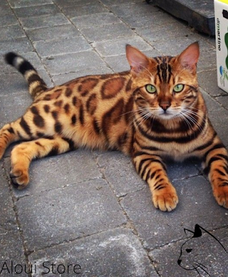 Bengal cat