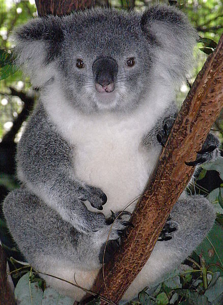 Australian Bushfires Have Eliminated Entire Species, Including 25,000 Koalas