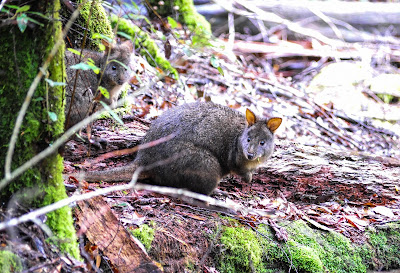 費爾德山國家公園, Mt Field, tasmania, 塔斯曼尼亞, pademelon, 叢林袋鼠