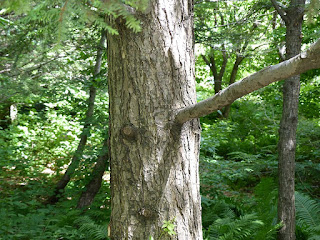 Tsuga du Canada - Pruche de l'Est - Sapinette du Canada - Tsuga canadensis