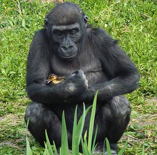 gorila memeluk dan mencium dengan penuh kasih sayang seekor anak bebek atau itik