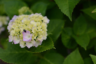 南指原ほたるの里紫陽花