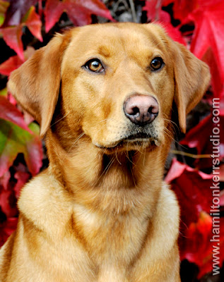 canine, dog portraits, Autumnal colours, colors, red leaves, alert dog