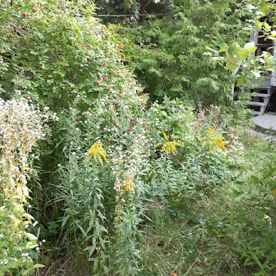 Toronto Backyard Garden Cleanup Before in Little Italy by Paul Jung Gardening Services--a Toronto Organic Gardener Near You