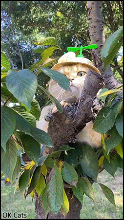 Funny Cat GIF • Summer time and my crazy cat thinks he is squirrel or a bird! [ok-cats.com]