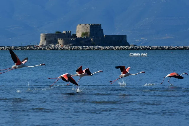 Δεύτερο σπίτι τους έχουν κάνει τα φλαμίνγκο το Ναύπλιο