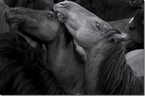 horseinblackandwhite_thumb1