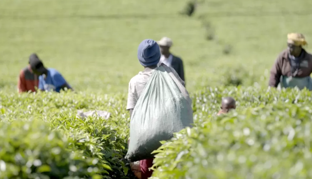 Victims of Sexual Harassment and Exploitation in Tea Plantations