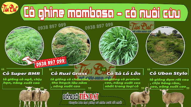 Loại cỏ tốt nhất cho cừu là cỏ ghine mombasa