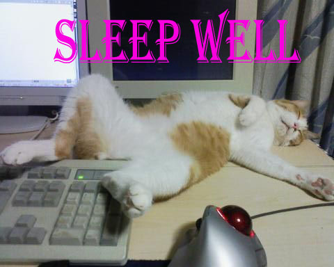 Good Night Sleep Wall, Funny Cat Image