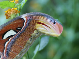 Attacus atlas - Bombyx atlas