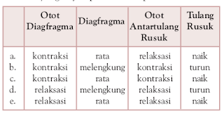 Contoh Soal Biologi Bab 6 Tentang Sistem Pernafasan Pada Manusia Dan Hewan Kelas 11 IPA