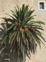 palm in Mallorca