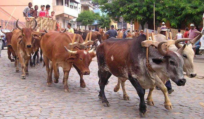 Calçado se prepara para mais uma Festa do Carro de Boi