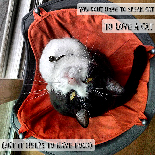 You don't have to speak 'cat' to love a cat....but a little food helps! #GoodlifePet #shop #cbias