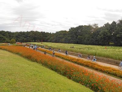 Hitachi Seaside Park