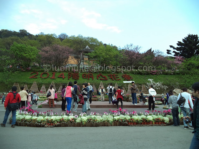 Yangmingshan cherry blossom