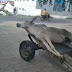 Moradores denunciam possível caso de maus-tratos a jumento na cidade de Patos