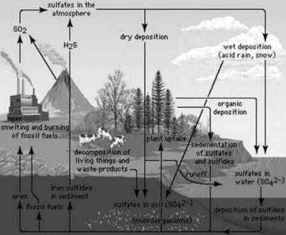 Functions of an Ecosystem UPSC