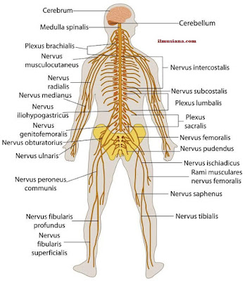  is composed of sensory receptor of the sense  Human Nervous System