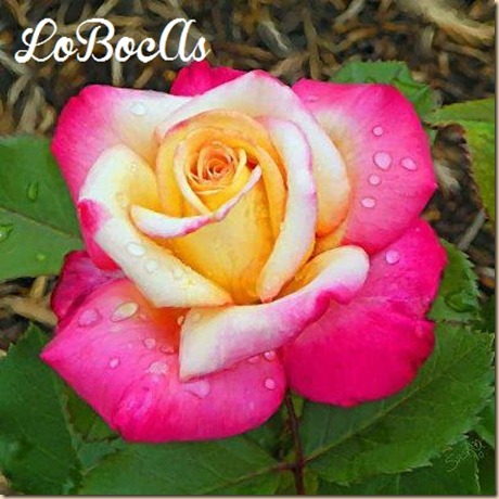 rosas-rosa-LoBocAs-1003