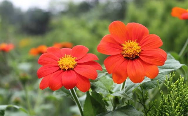 Mexican Sunflower Pictures