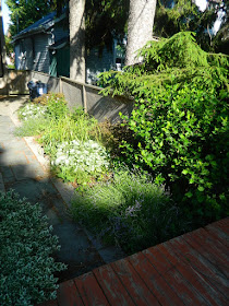 Oakwood Village Toronto backyard garden makeover before by Paul Jung Gardening Services