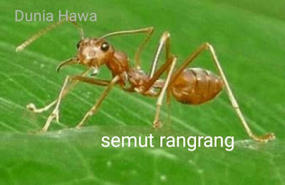 Kroto Semut Rangrang