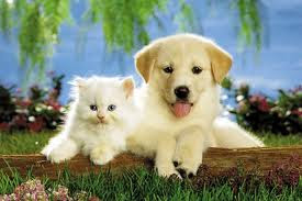 Love in animals