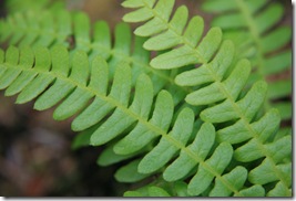 Fern