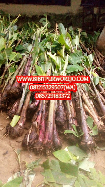 jual bibit pisang raja nangka, bibit pisang raja nangka, pisang raja nangka, bibit pisang raja nangka siap tanam, jual bibit pisang raia nangka siap tanam. jual bibit pisang raja nangka murah, budidaya pisang raja nangka, harga bibit pisang raja nangka, harga pisang raja nangka, merawat pisang raja nangka, jual bibit pisang raja nangka siap tanam, jual bibit pisang raja nangka unggul, olahan pisang raja nangka, keripik pisang raja nangka, pusat pembibitan pisang raja nangka, jual bibit pisang raja nangka di purworejo, bibit pisang raja nangka,