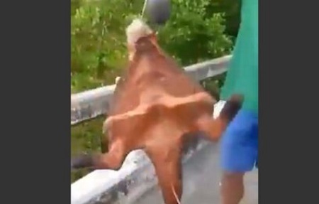 Unbelievable! See the Strange Fish With 'Legs' That Fishermen Pulled Up From A River (Photo+Video)