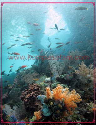 Dive at Raja Ampat.