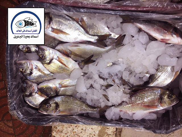 أسعار أسماك الدنيس والذي تم صيدة من بحيرة البردويل
