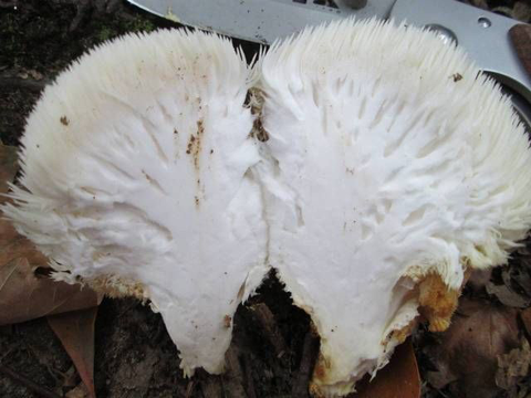 Lion's mane mushroom training in Bangalore | Mushroom training | Biobritte mushroom center