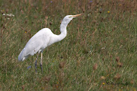 Nagy kócsag (Egretta alba)