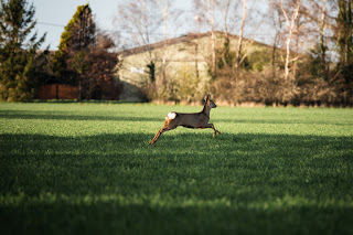 Deer Photo | Sutton Bridge | Sony RX10 IV