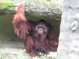 Orangutan