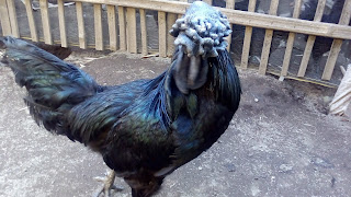 Ayam Cemani For Sell