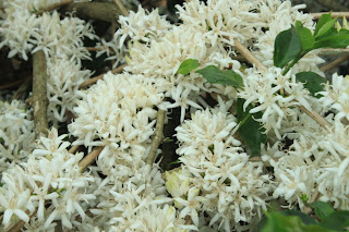 close up of the coffee flowers