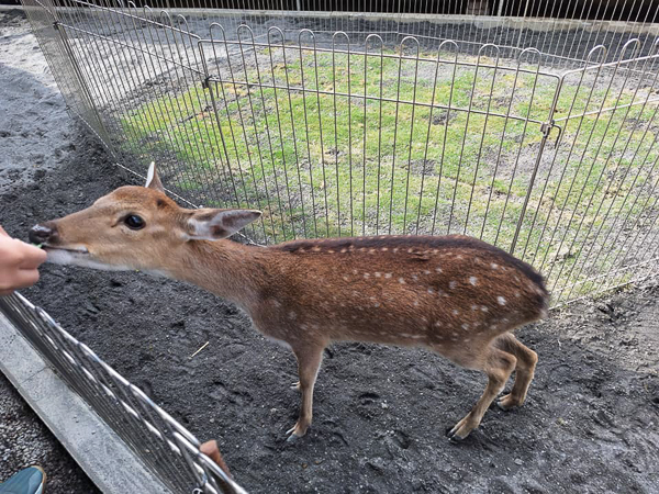 高雄梓官嘎逼＆牛奶寵物互動園區水豚、羊駝、狐獴小動物近距離互動