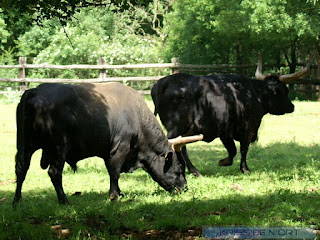 Auroch - Aurochs - Bos primigenius - Bos taurus primigenius