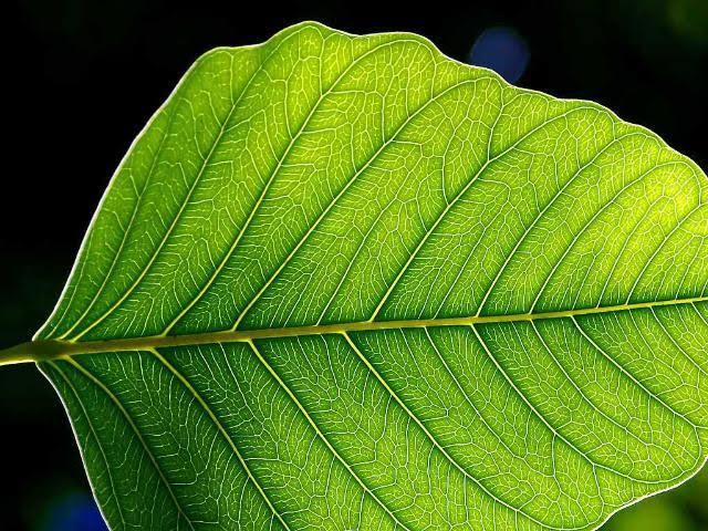 Plant Physiology Notes by ANGRAU ! Download Crop Physiology Notes