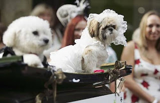  Animal weddings from around the world